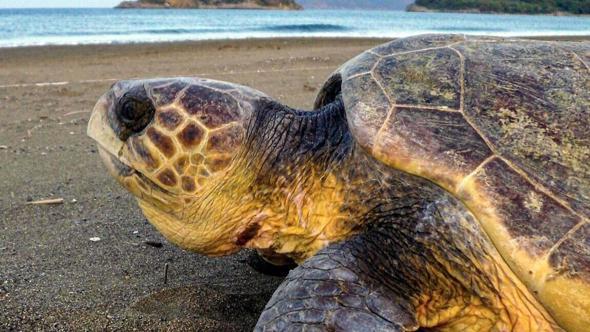 Prof. Dr. Kaska: Caretta carettaları beslemeyin, dokunmayın, fotoğraf için yaklaşmayın