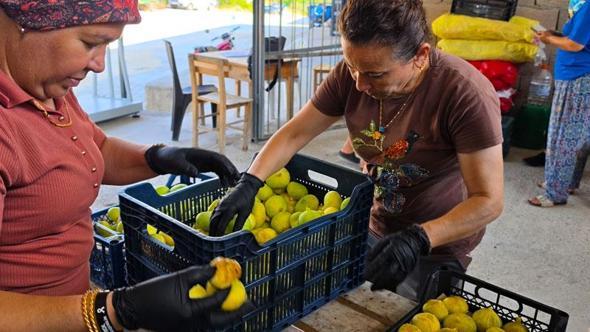 Mersin'de incir hasadı başladı; kilosu 150 lira