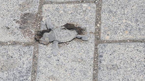 Yönlerini şaşıran yeşil deniz kaplumbağaları, araçların altında kalıp öldü
