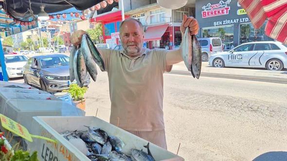 Balık tezgahlarında palamut bolluğu