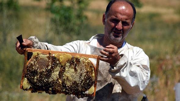 Bir zamanlar terörle anılan Zilan Yaylası'nda bal hasadı başladı
