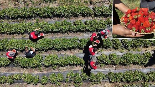 Hobi olarak çilek yetiştiriciliğine başladı, hibe desteğiyle üretim alanını artırdı