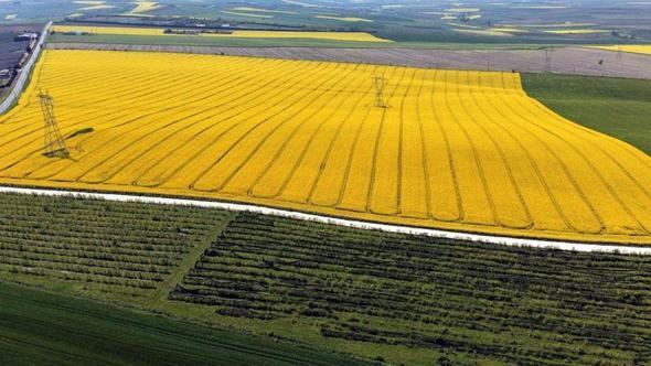 Trakya'nın 'sarı altın çiçeği' kanola, yılın kazandıran ürünü oldu
