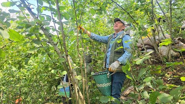 Ordu'da hayır için bağışlanan 1 ton fındık imece usulü toplandı