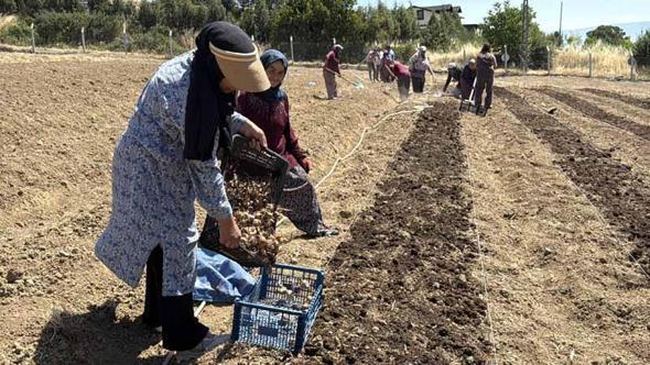 Kilosu 650 bin TL’den satılan safran toprakla buluştu