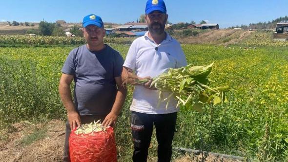 Deneme amaçlı ektikleri şeker fasulyesi üretimi 5 yılda bin dönüme ulaştı