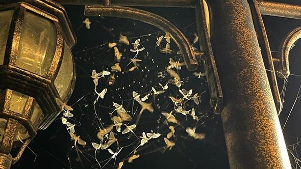 Ardahan’da kelebeklerin 'ölüm dansı'