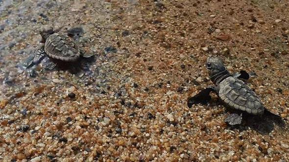 Kuşadası’nda caretta caretta yavruları denizle buluştu