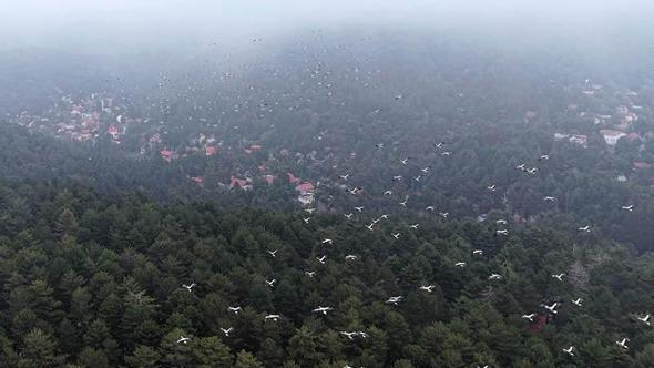 Göç yolundaki leylekler, Amanos Dağları'nda dron ile görüntülendi
