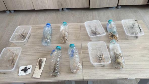 Yabancıların canlı çekirge toplarken yakalanmasına, uzmandan ‘genetik çalışma’ uyarısı