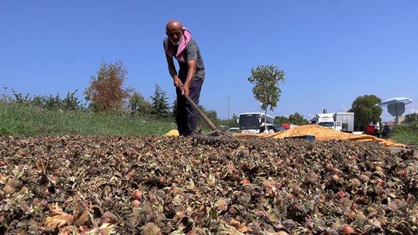Sahil yolu kenarında fındık kurutma mesaisi