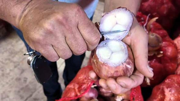 Coğrafi işaretli Tekirdağ soğanında hasat başladı
