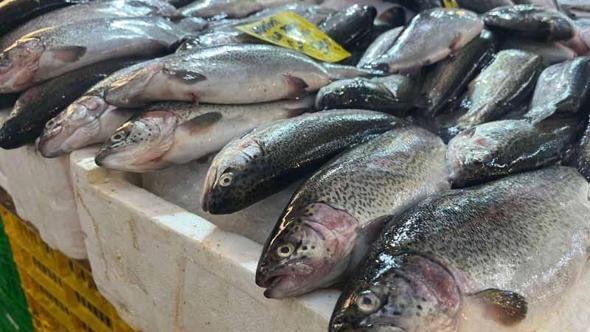 İzmir'de av sezonu başladı, balık tezgahlarında çeşitlilik arttı
