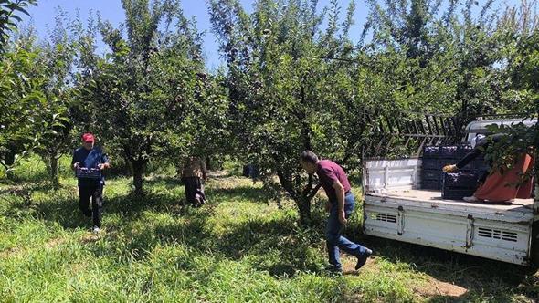 Anjelik erik, kurutmalık, pestil ve pekmez olarak sofralara geliyor