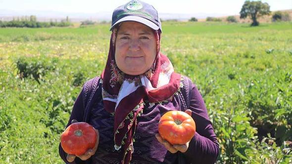 Ata tohumundan elde edilen Karahıdır domatesinde hasat 1 ay geç başladı