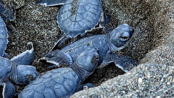 Hatay'da yavru kaplumbağalar denizle buluşuyor