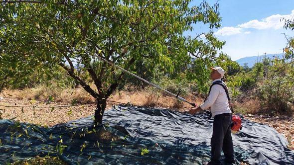 Manisa'da badem hasadı başladı; 625 ton rekolte bekleniyor