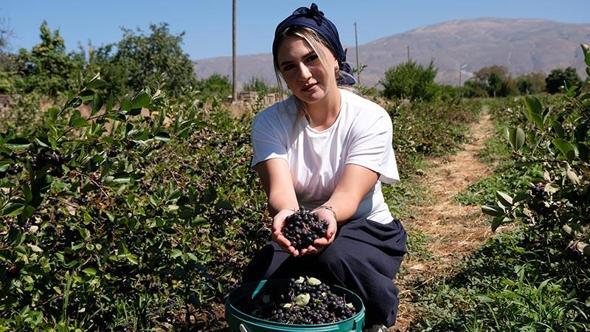 Dondurma yerken tanıştığı aronya bitkisinin üreticisi oldu