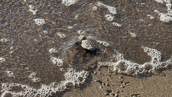 Bodrum'da 62 yavru caretta caretta denizle buluştu