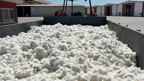 Aydın’da sezonun ilk pamuğu 100 TL’den sembolik olarak alındı