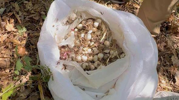 Tunceli’de endemik dağ sarımsağı toplayan 3 kişiye 2 milyon 97 bin lira ceza
