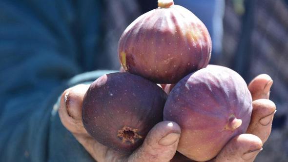 Demirci'de siyah ve sarı incirde hasat mesaisi başladı