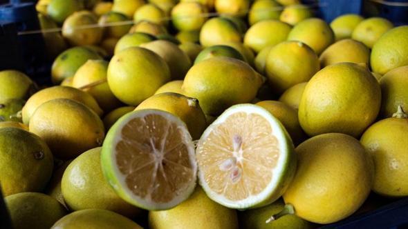 Dalında 5 TL olan limon, markette 20 katına satılıyor
