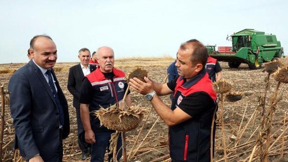 Kuraklıktan etkilenen ayçiçeğinde 3 farklı ekim yöntemi deneniyor