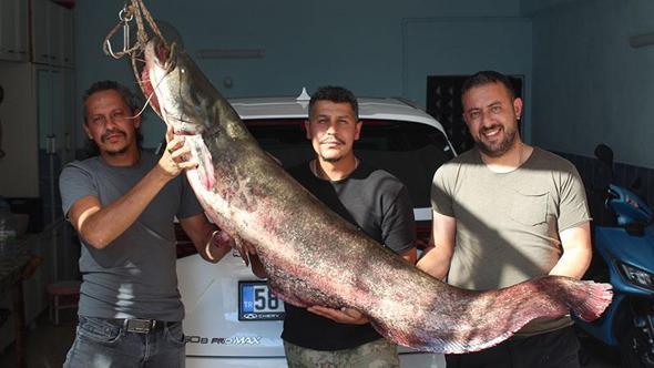 Kızılırmak'ta oltaya 190 santimetrelik yayın balığı takıldı