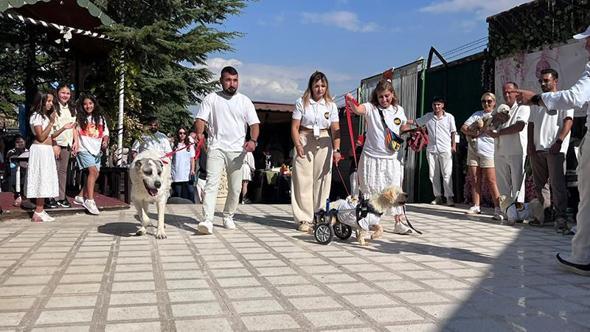 19 köpek sahiplendirilmek için podyuma çıktı