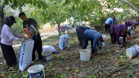 AB tescilli Çağlayancerit cevizinde hasat başladı