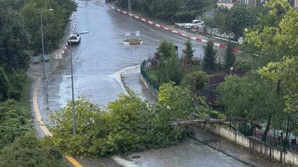 Bartın'da kuvvetli rüzgar; ağaçlar devrildi