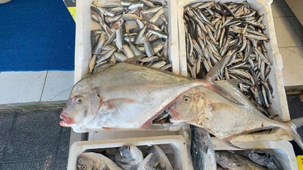 Mersin’de denizden 'deve balığı' çıktı