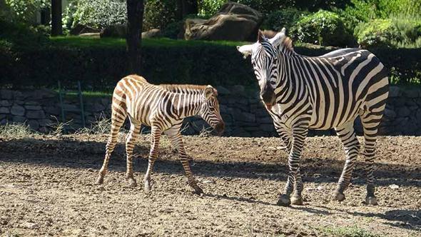 Doğduğu tesadüfen öğrenilen zebra yavrusu 'Jason', ilgi odağı oldu