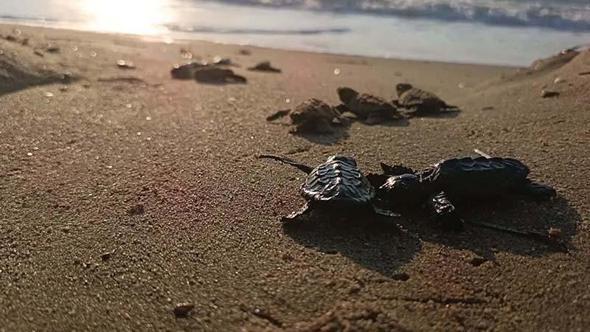 Kuşadası’nda yuvada sıkışan 22 caretta caretta yavrusu denizle buluşturuldu