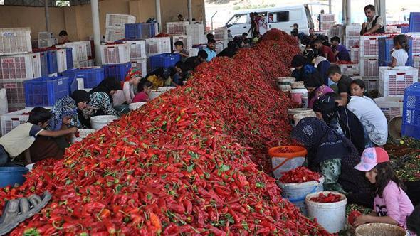 Gaziantep’te tarım işçilerinin 'acı' mesaisi