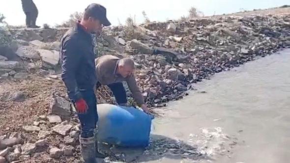 Sulama kanallarında mahsur kalan binlerce balık göletlere taşındı