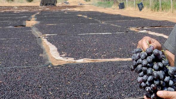 Coğrafi işaretli 'Antep karası' üzümünde kurutma zamanı