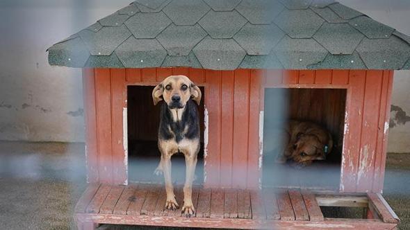 Yangında kurtarılan köpekler yuva bekliyor