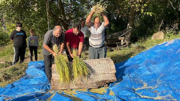 Artvin'de geleneksel yöntemlerle çeltik hasadı