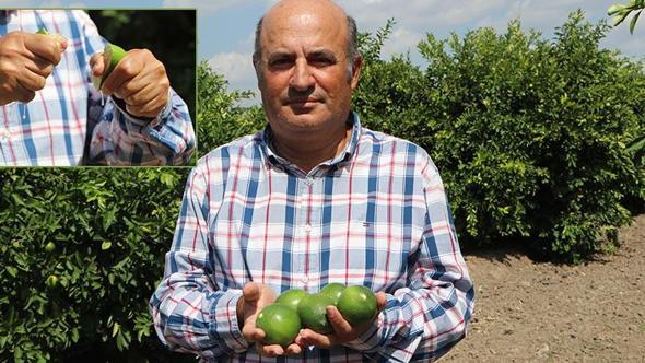 Adana'da yeni sezon limona 'yatak limon' engeli