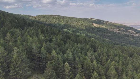 Konya, orman varlığında 6’ncı sırada