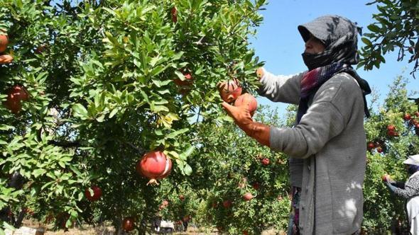 Hicaz narında hasat dönemi başladı