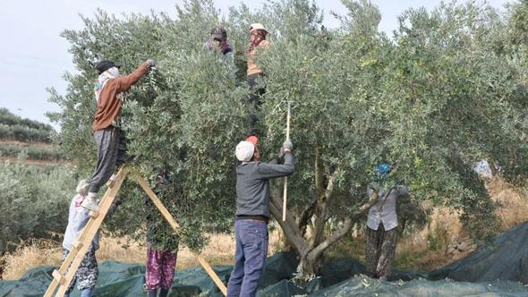Manisa'da zeytin hasadı eğitimle başladı