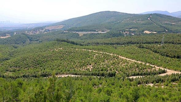 'Ormanlar, dron saldırılarına karşı bir savunma kalkanı olabilir'