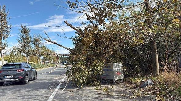 Tekirdağ'da fırtına; ağaç ve telefon direği devrildi