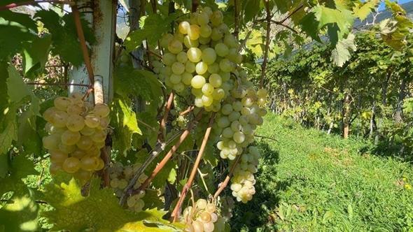 Aromasıyla meşhur 'Peterek' üzümünde hasat zamanı
