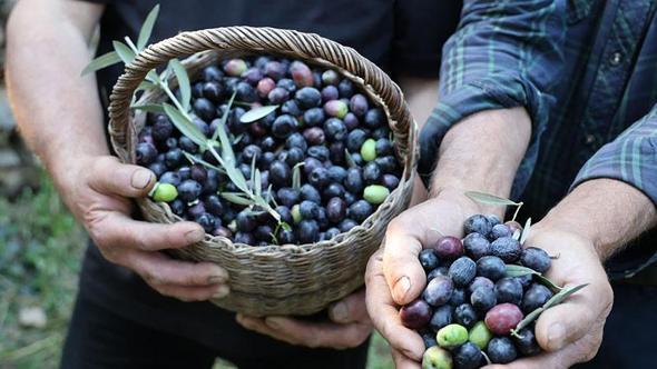 Artvin’in ödüllü ‘Butko’ zeytininde hasat başladı