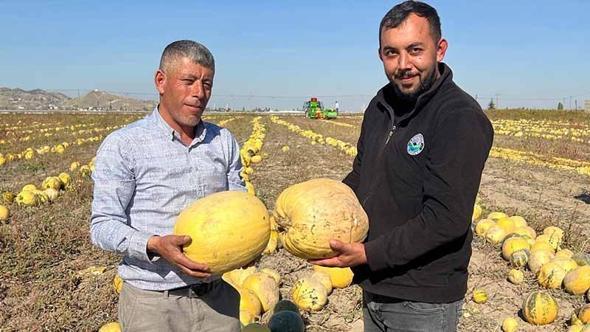 Nevşehir'de tescilli çerezlik çekirdek elde edilen kabakta hasat zamanı