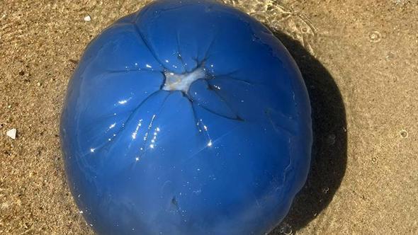 Saros Körfezi'nde deniz ciğeri denizanası görüldü